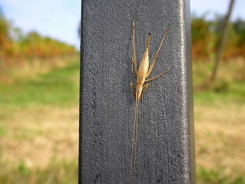 Oecanthus pellucens (Oecanthidae)